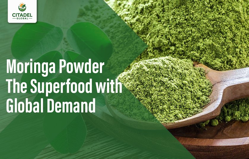 Moringa Powder – The Superfood with Global Demand