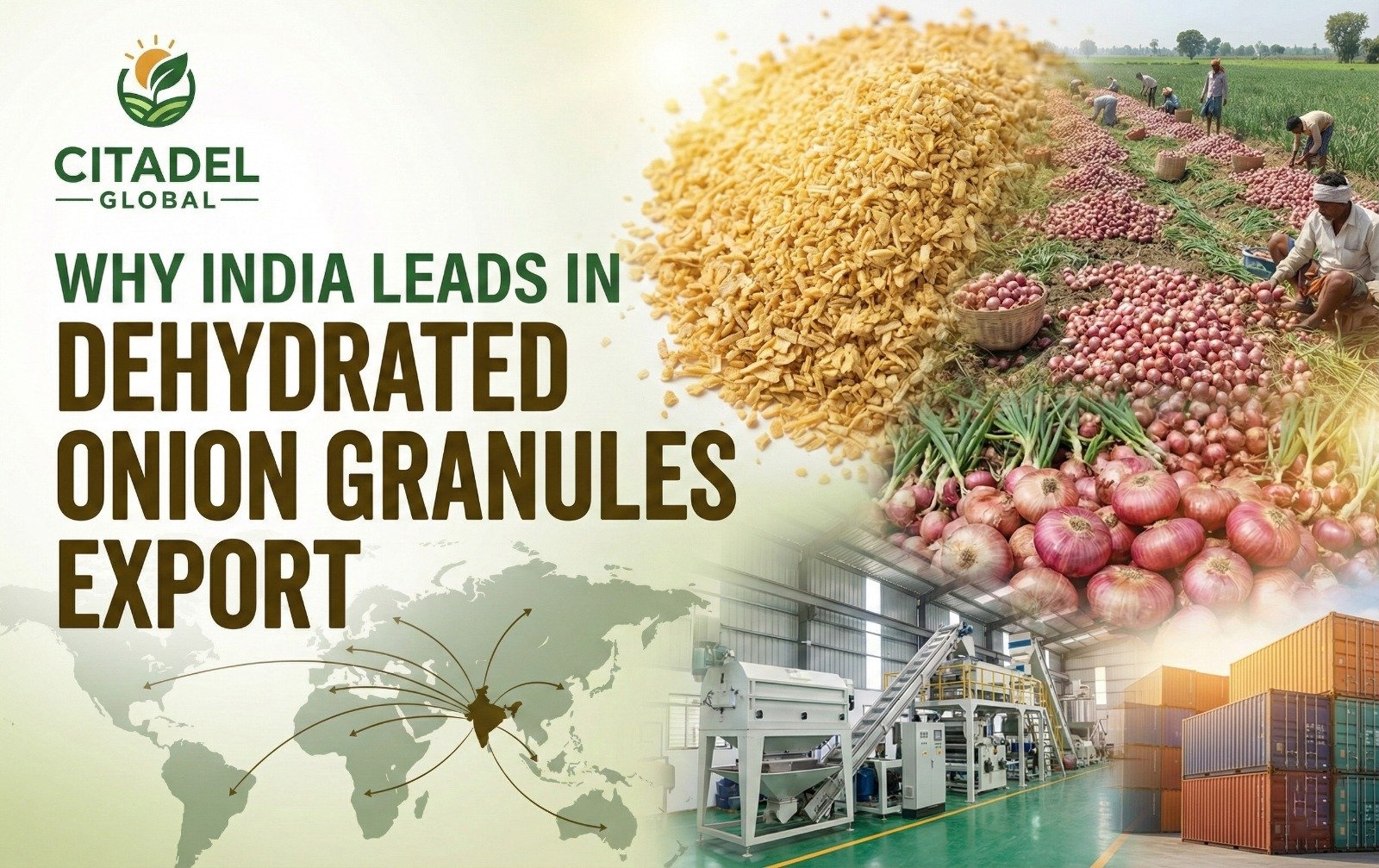 Why India Leads in Dehydrated Onion Granules Export